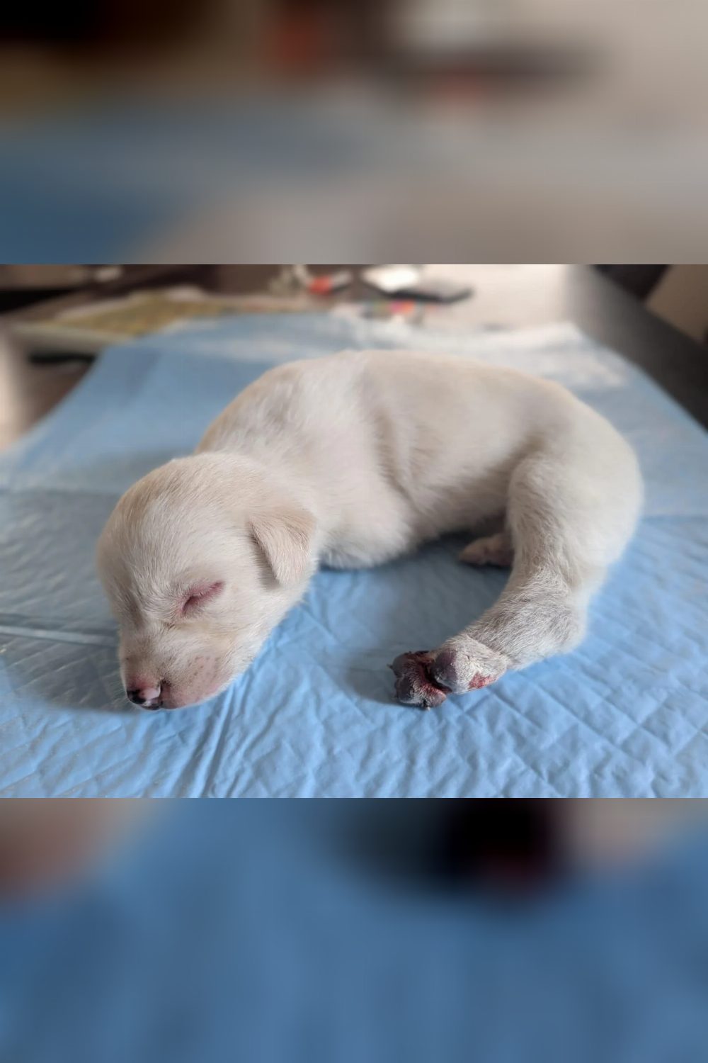Delhi adoption appeal for a recovering rescue