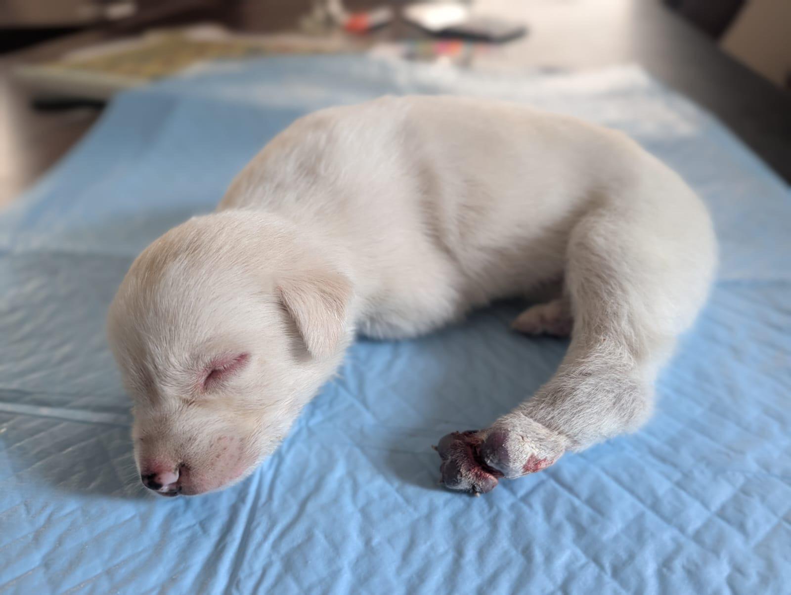 Delhi adoption appeal