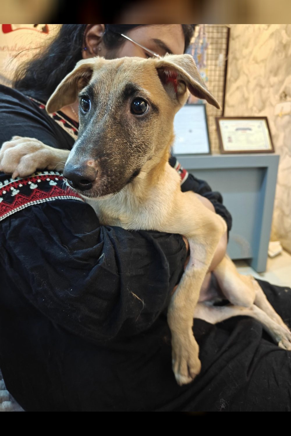 Rudra, a 3.5-month-old male indie for adoption — Hyderabad