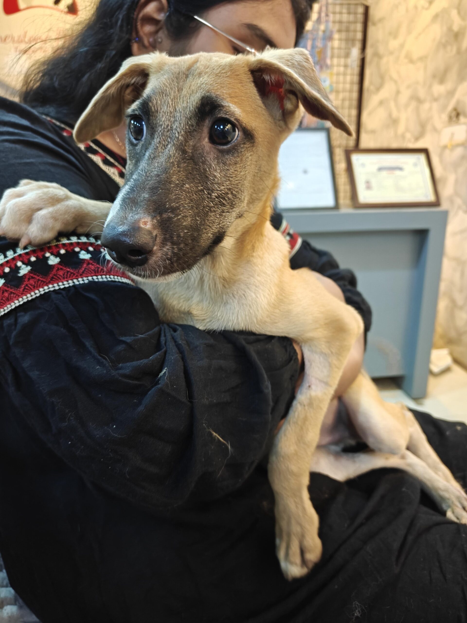 Adoption Appeal for Rudra
