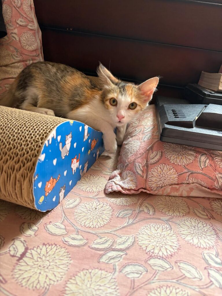Mili looking for a loving home in Bangalore
