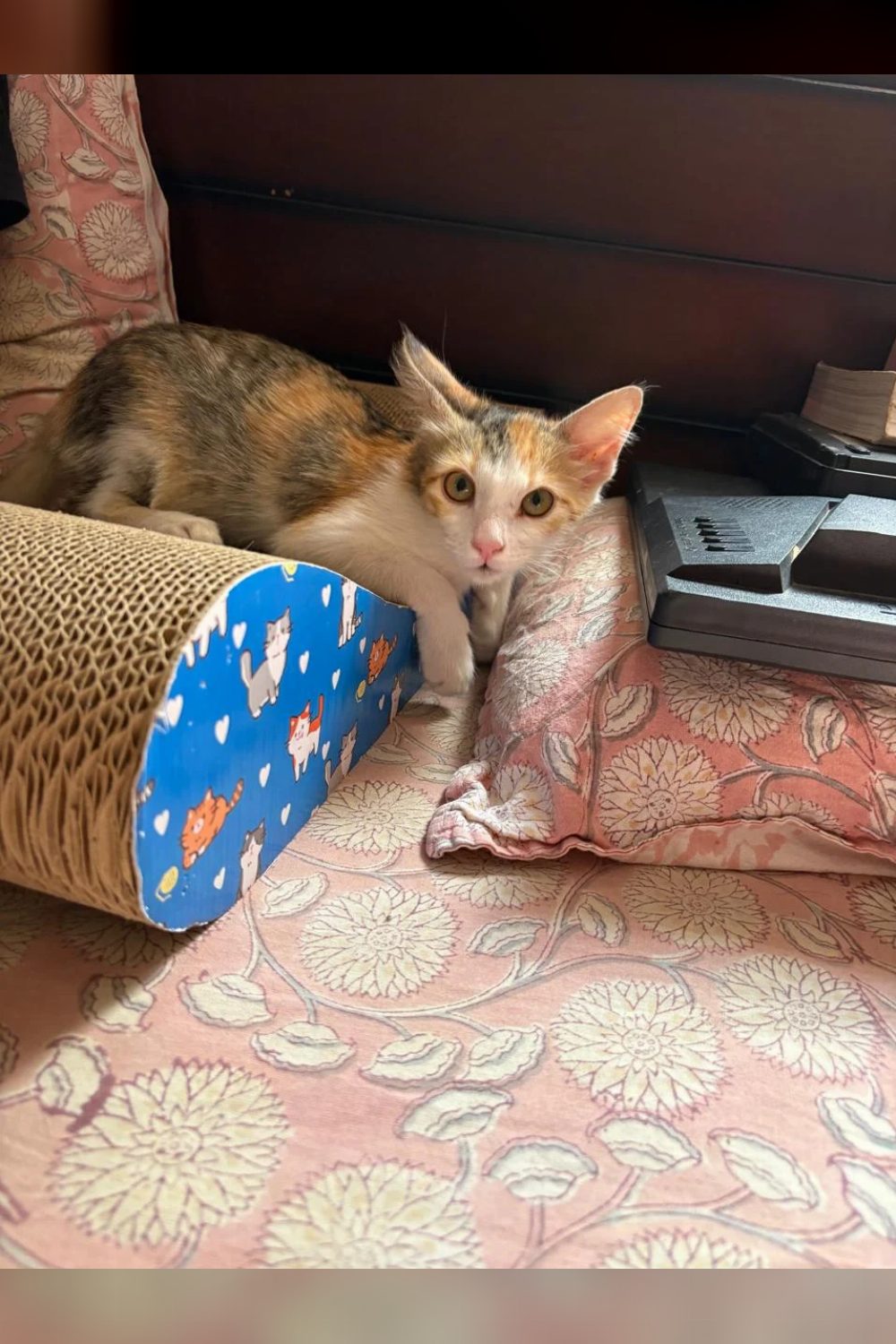 Mili looking for a loving home — Bengaluru
