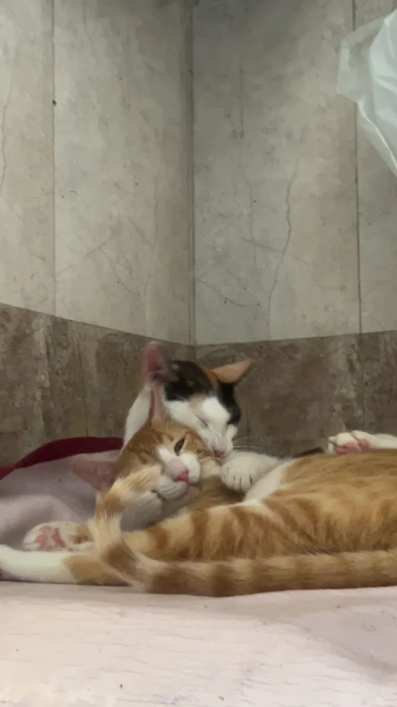 Adopt these cutu sister duo
