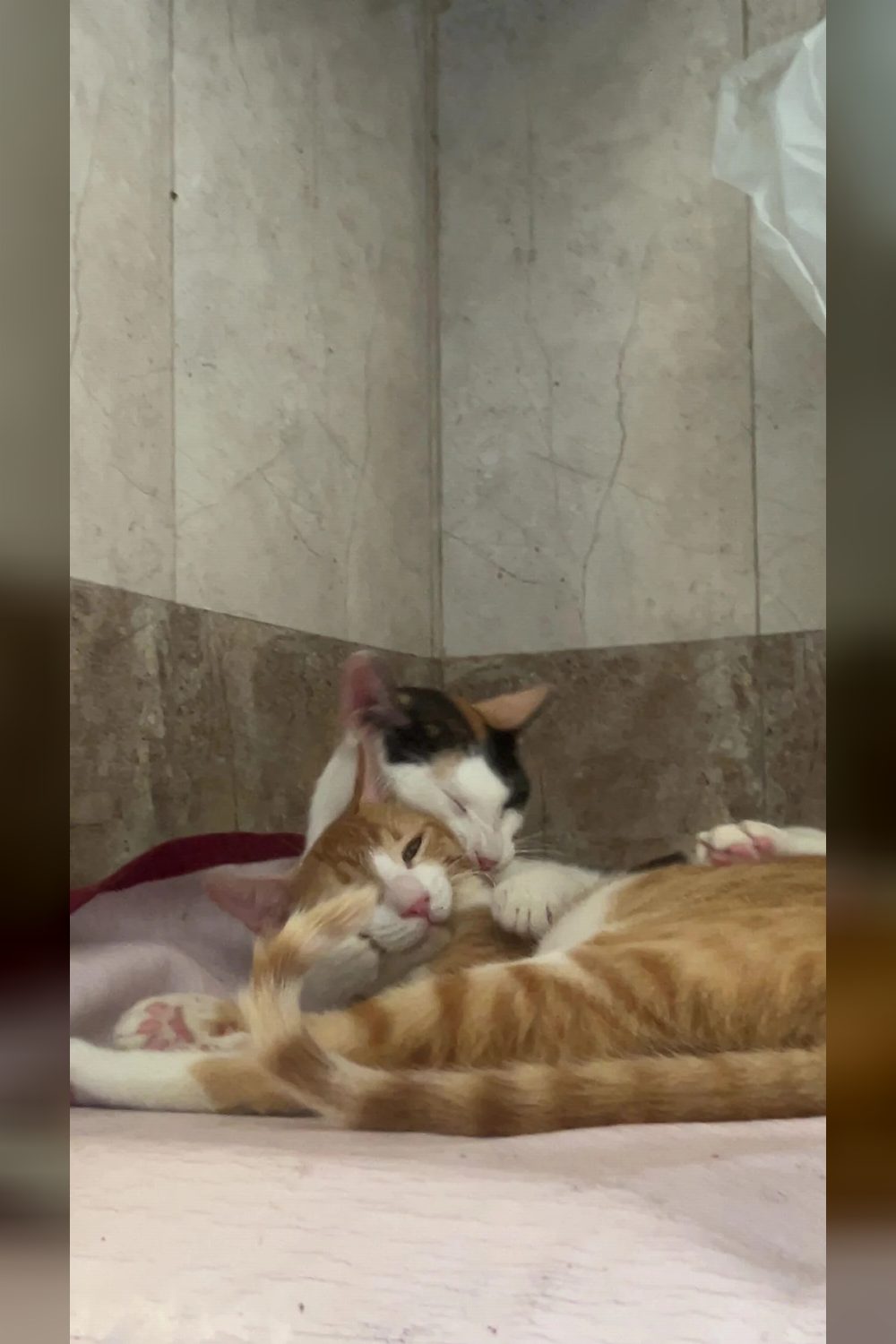 Adopt these cutu sister duo — Mumbai