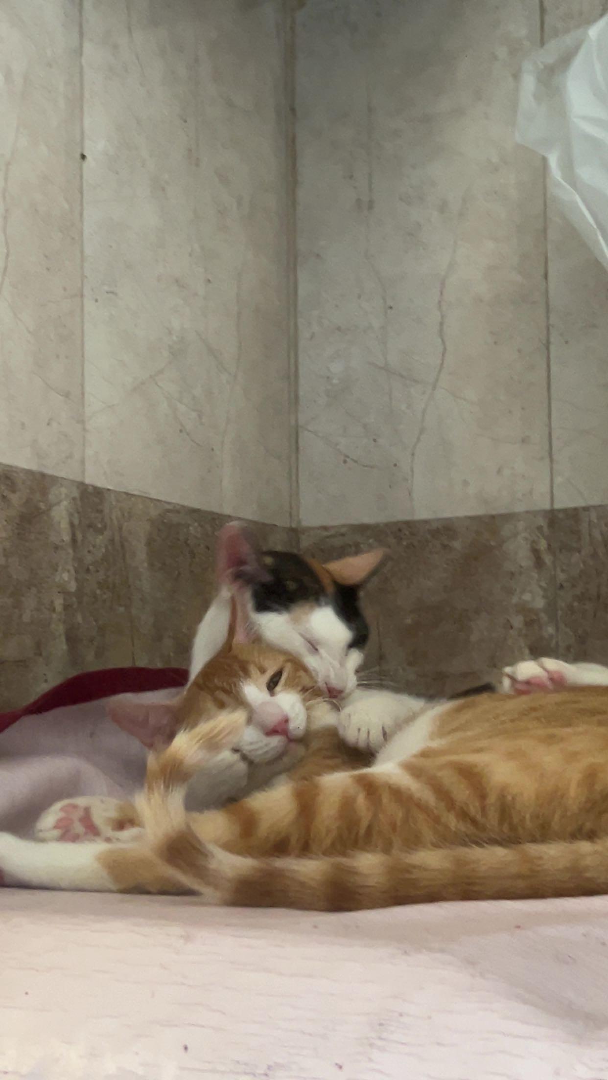 Adopt these cutu sister duo