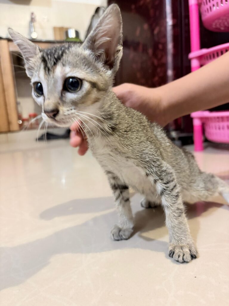 Kittens for adoption with free delivery in chennai and along OMR and ECR stretch