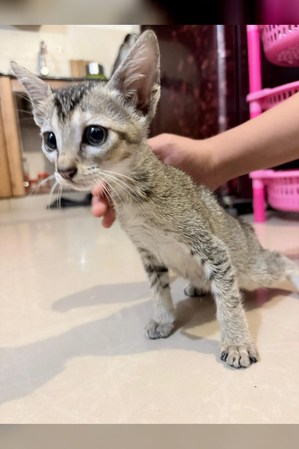 Kittens for adoption with free delivery in chennai and along OMR and ECR stretch