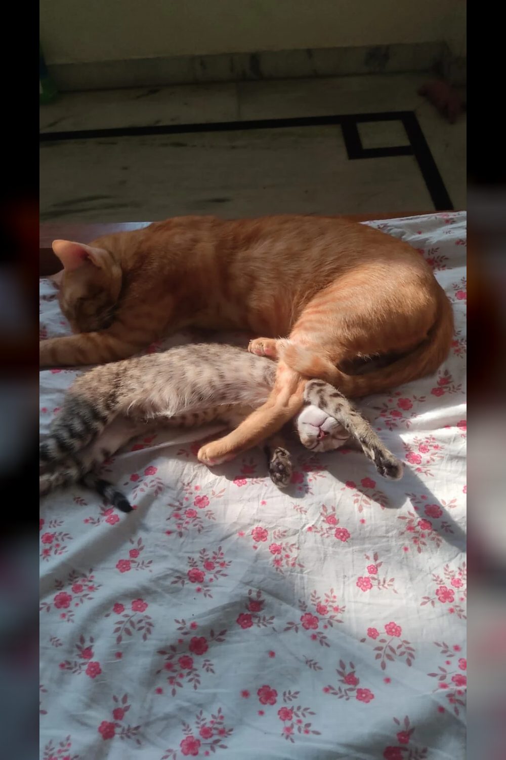 ADOPT PEPPER!! — Delhi NCR
