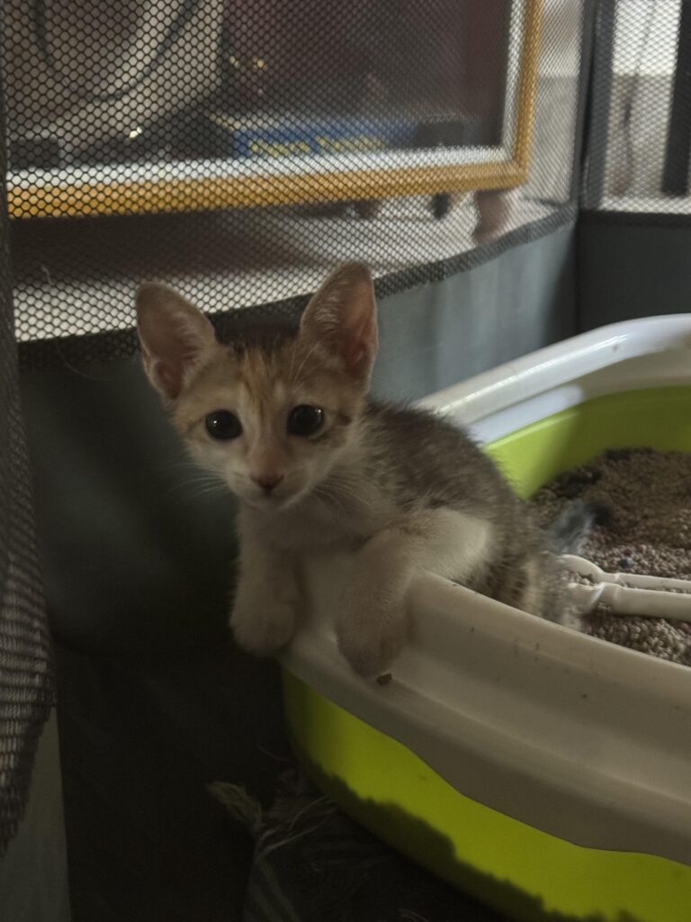 Kittens up for adoption - Chennai