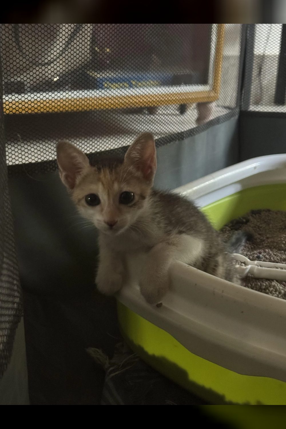 Kittens up for adoption — Chennai