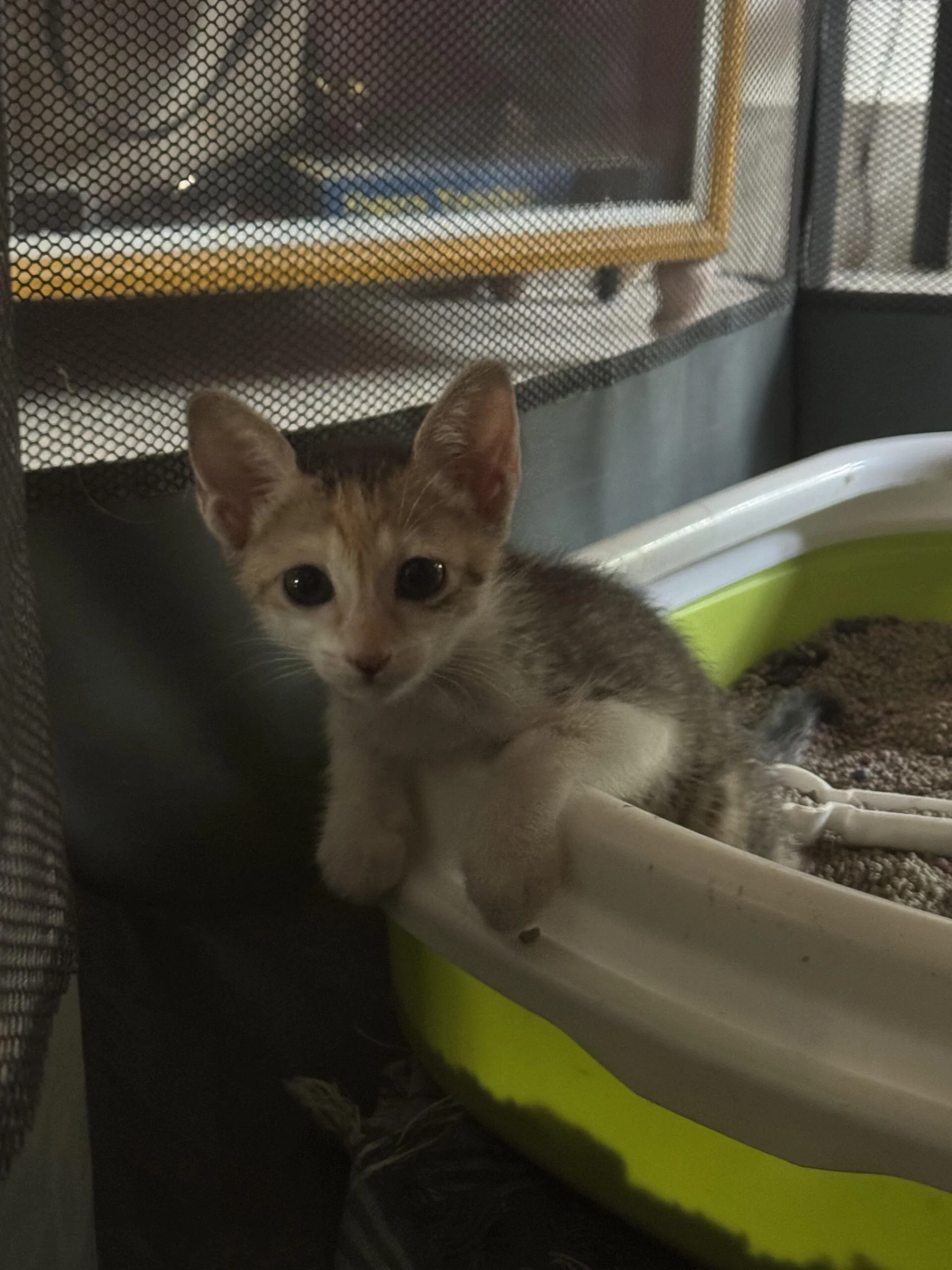 Kittens up for adoption - Chennai