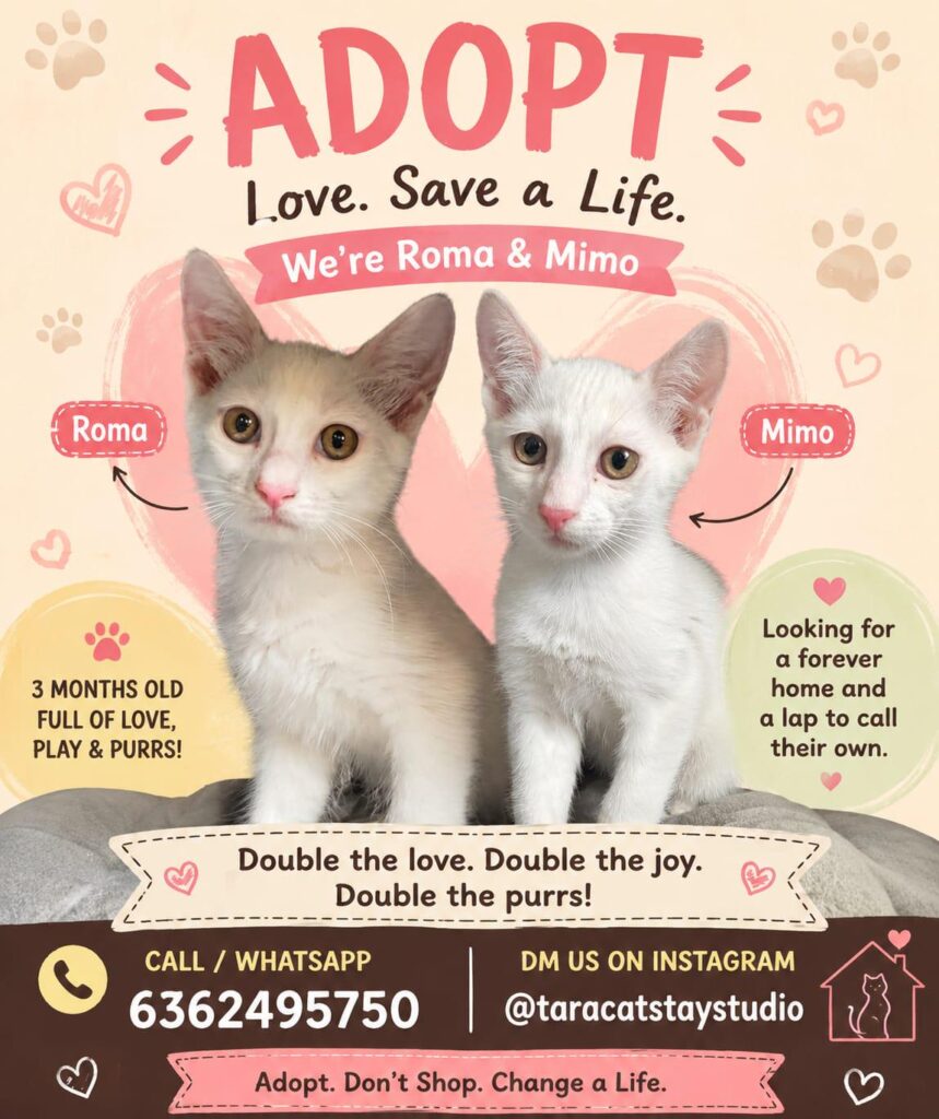 These two cuties are up for adoption in Bangalore