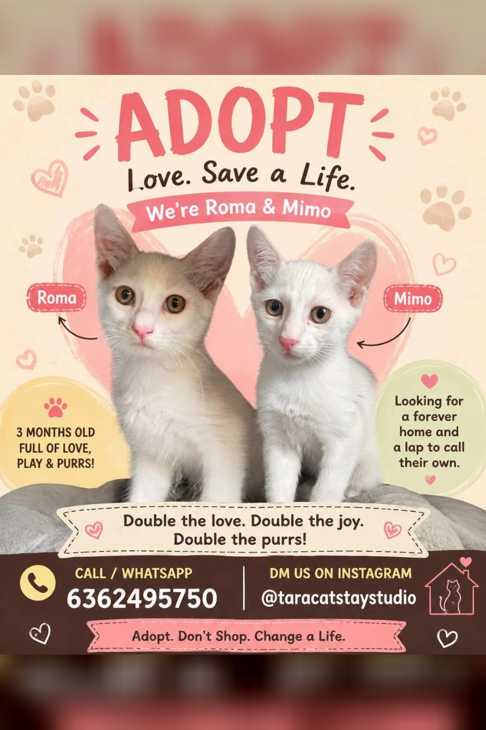 These two cuties are up for adoption — Bengaluru