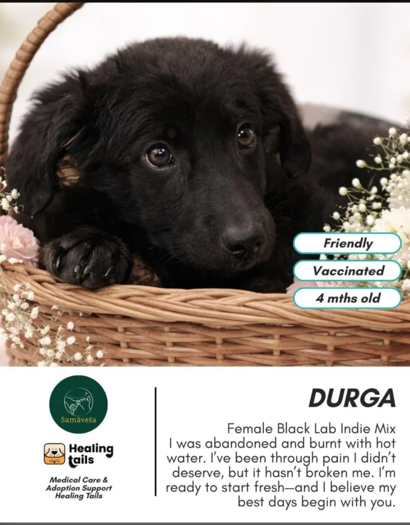 Dog adoption request