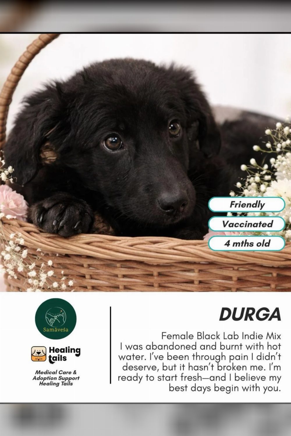 Dog adoption request — Bengaluru