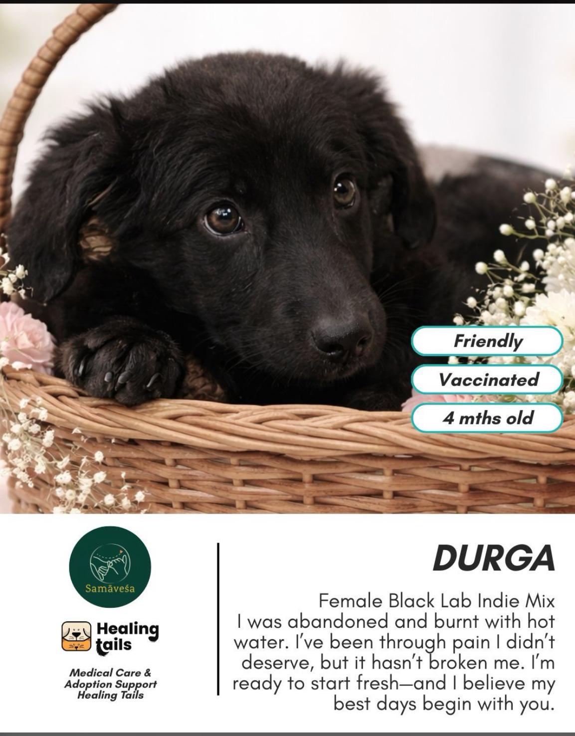 Dog adoption request