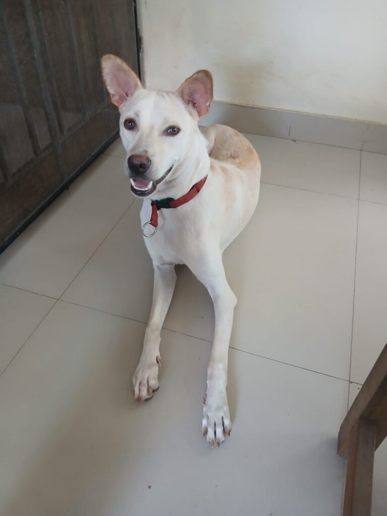 For free adoption: Trivandrum, Kerala