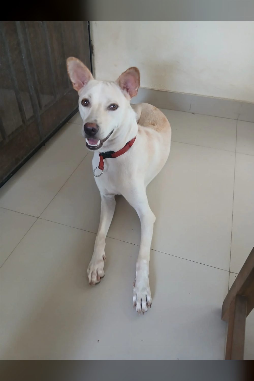 For free adoption in Thiruvananthapuram, Kerala