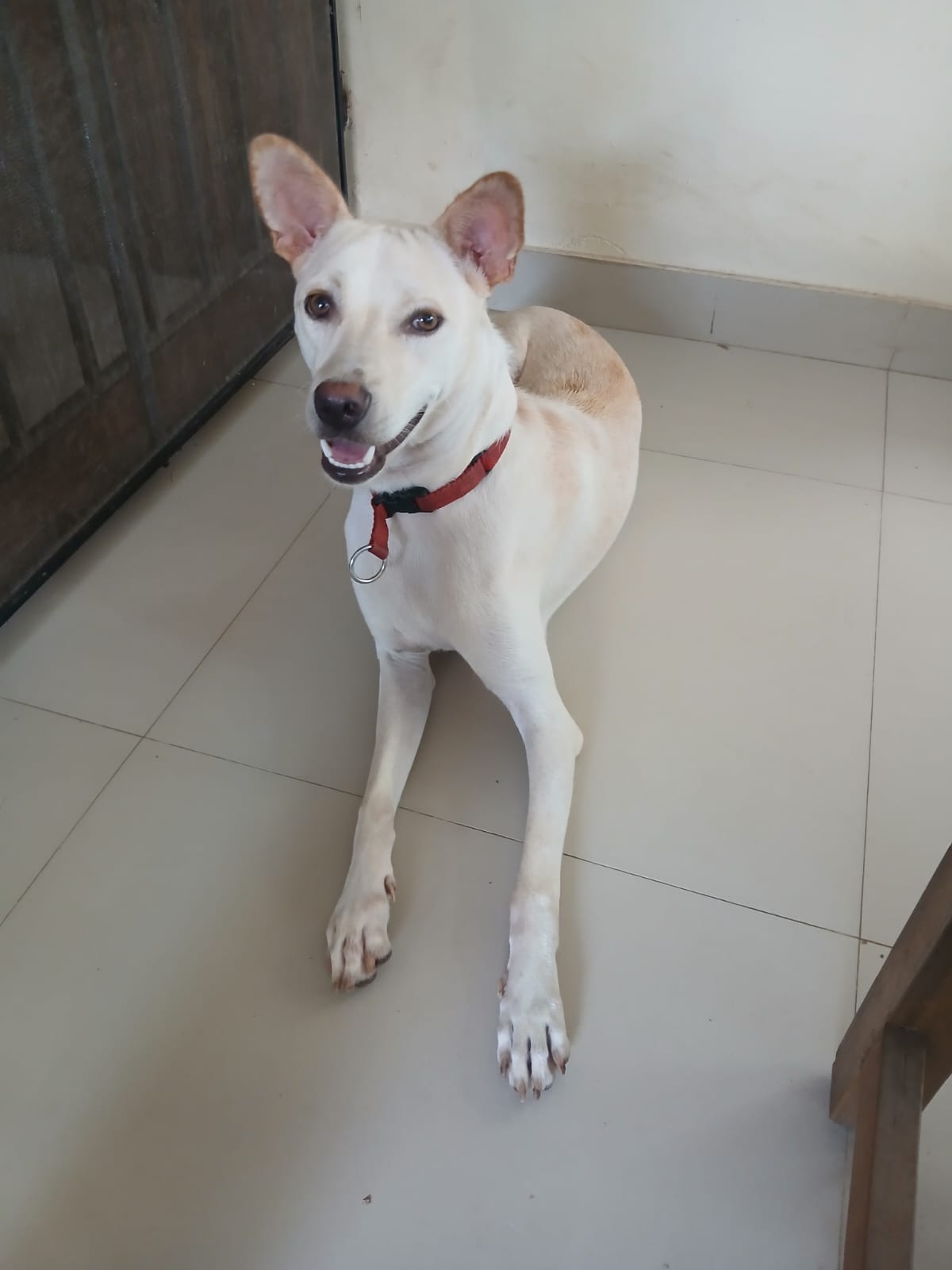 For free adoption: Trivandrum, Kerala