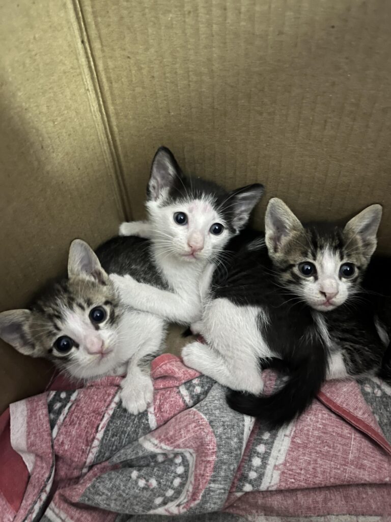 ADORABLE KITTENS UP for adoption - Mumbai
