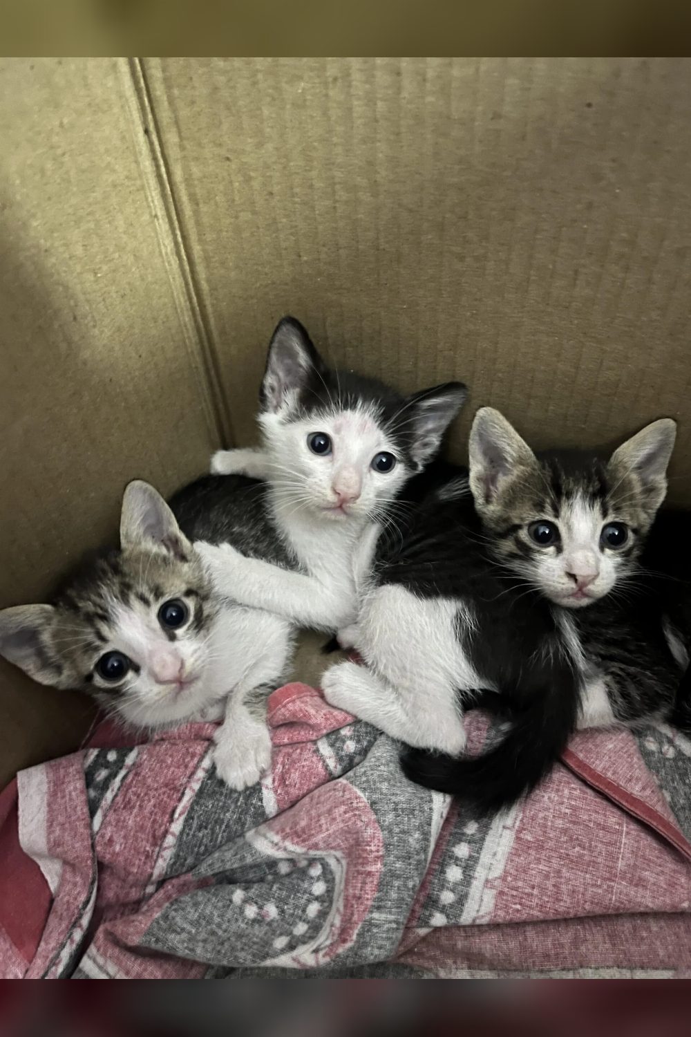 ADORABLE KITTENS UP for adoption — Mumbai — May