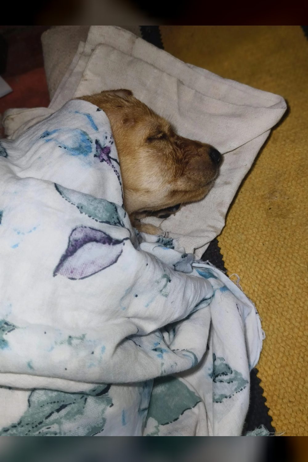 Female Puppy Adoption request — Kochi