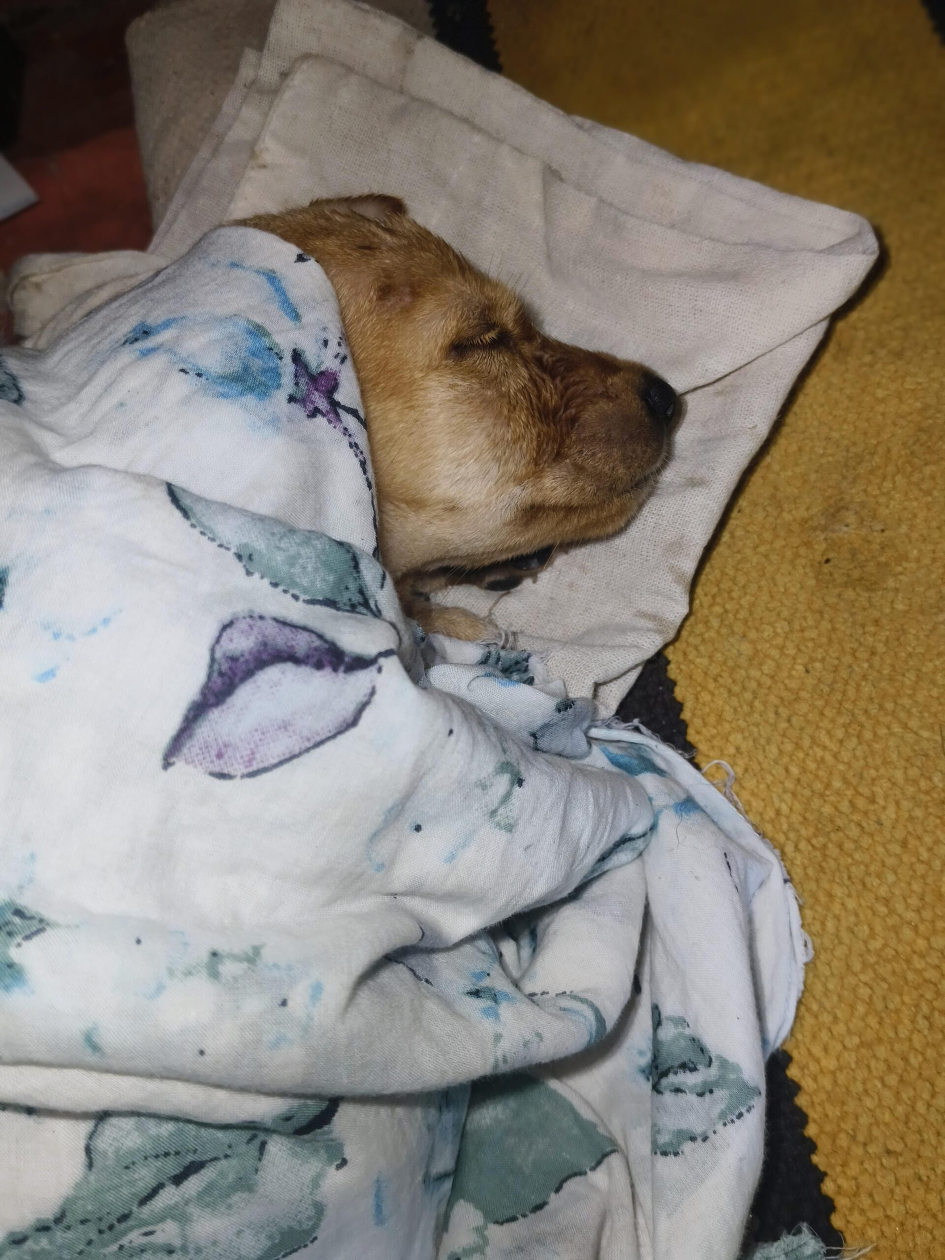 Female Puppy Adoption request, Kochi