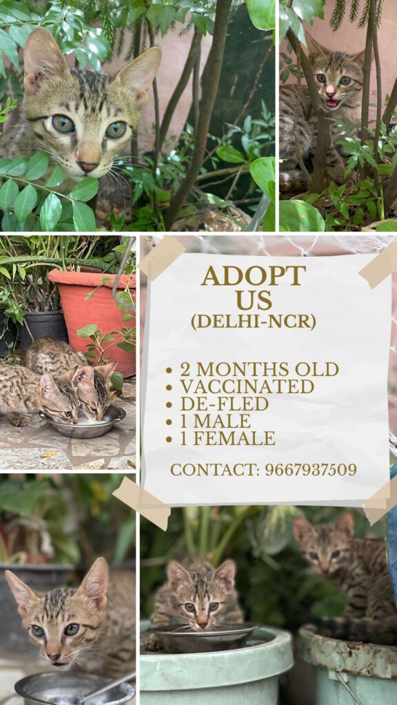Life is better with cats: Adopt us: 2 Months old, Delhi- NCR