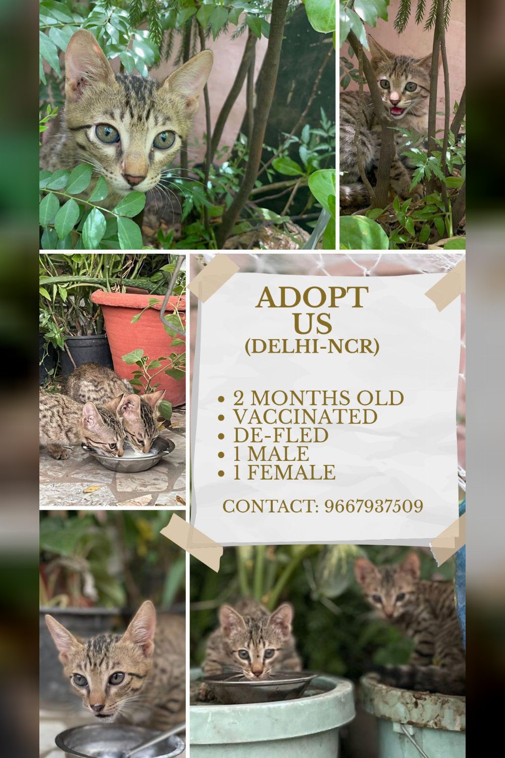 Life is better with cats: Adopt us: 2 Months old, Delhi- NCR