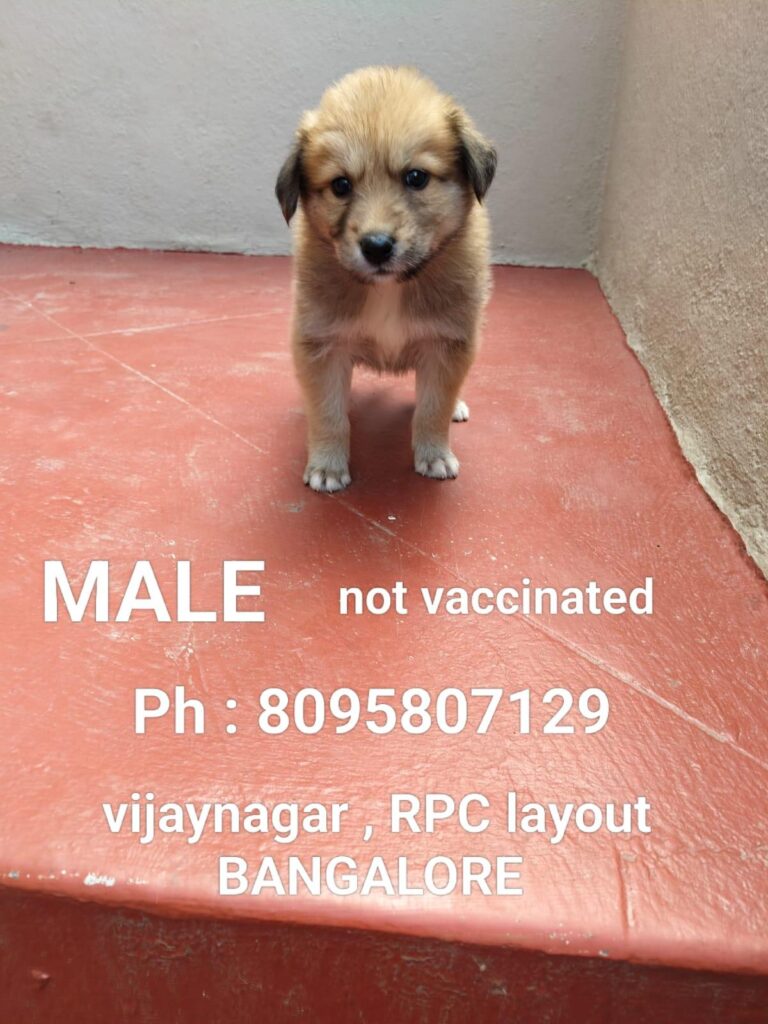7 puppies up for adoption in Bangalore