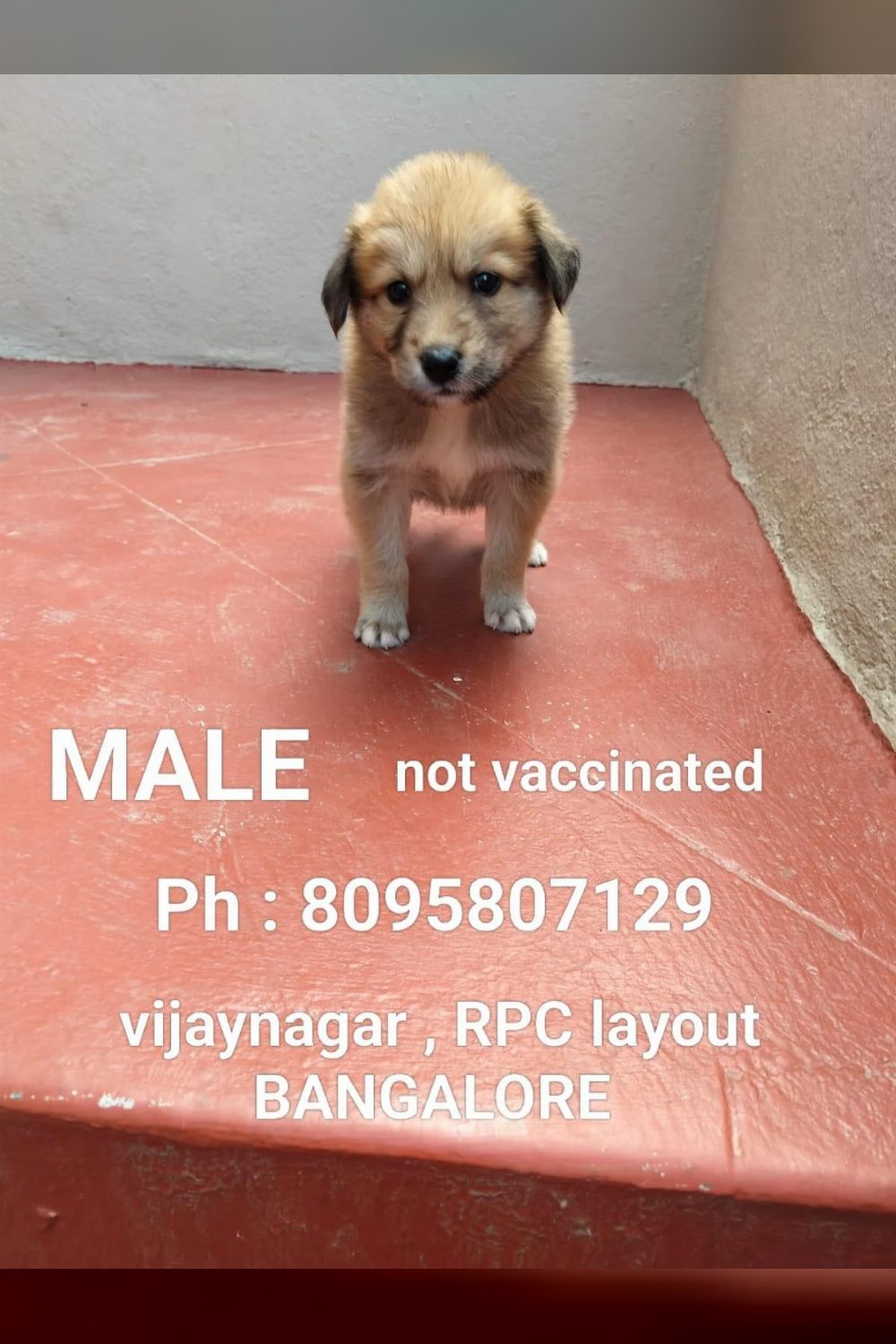 7 puppies up for adoption — Bengaluru