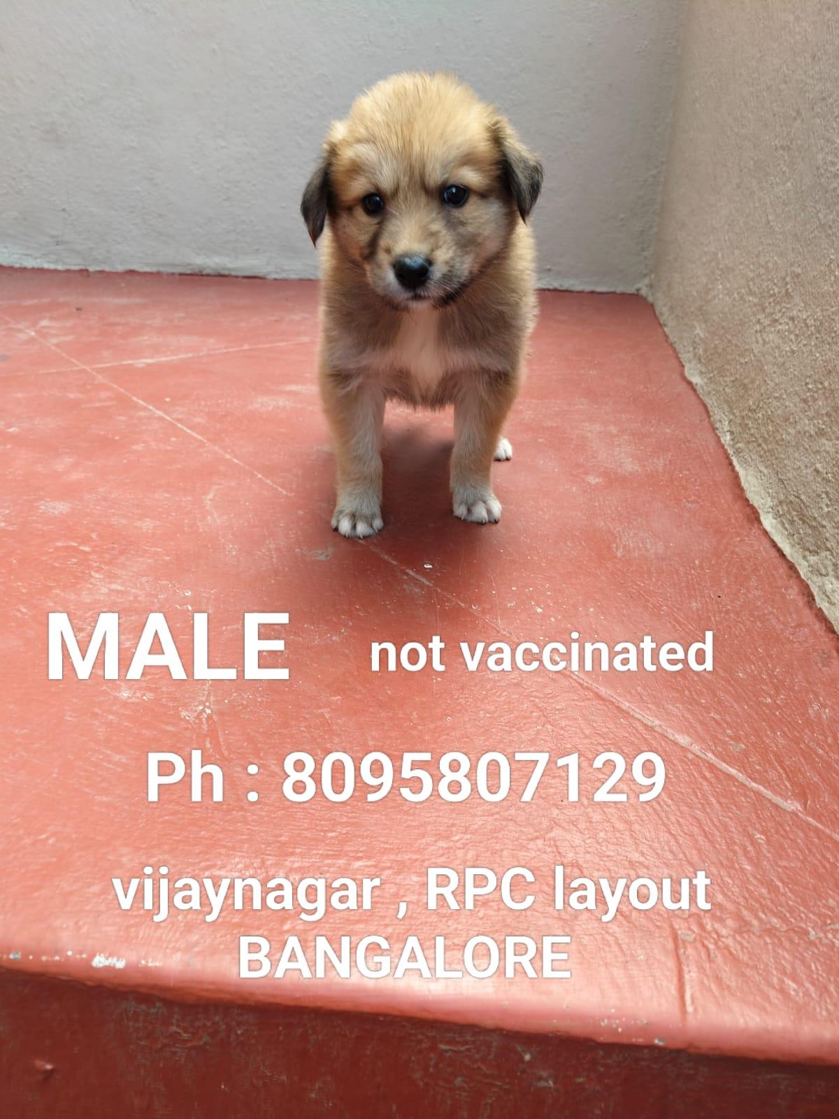 7 puppies up for adoption in Bangalore