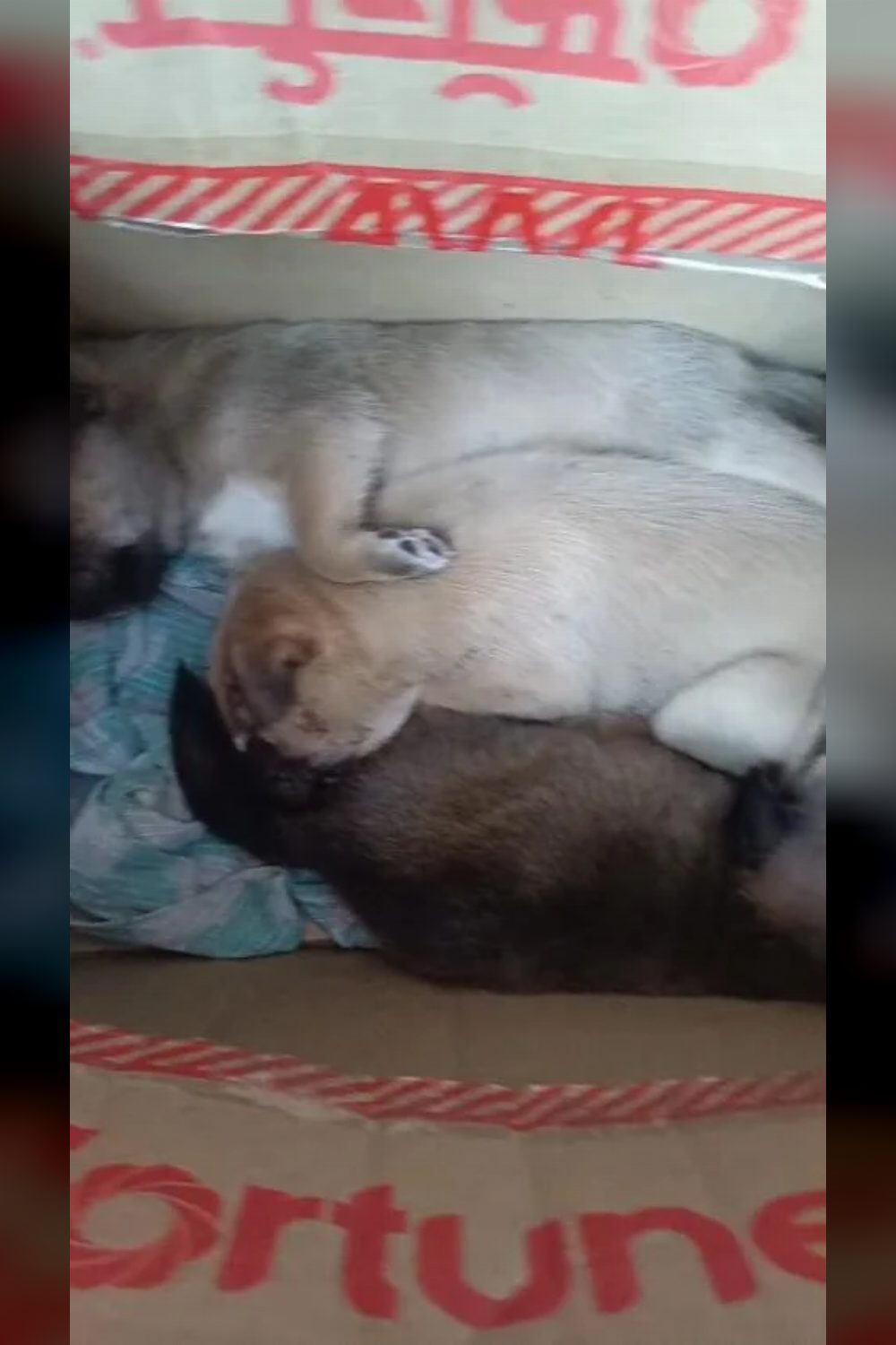 Three animals for adoption — Delhi NCR