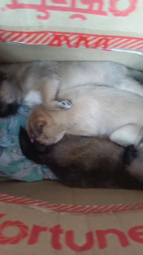 Urgent Adoption Delhi/NCR 🐾