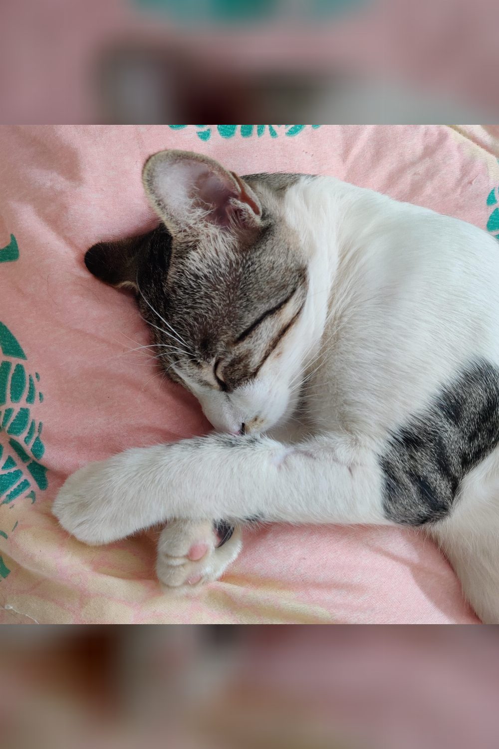 Desperate Adoption Appeal for Mani — Pune