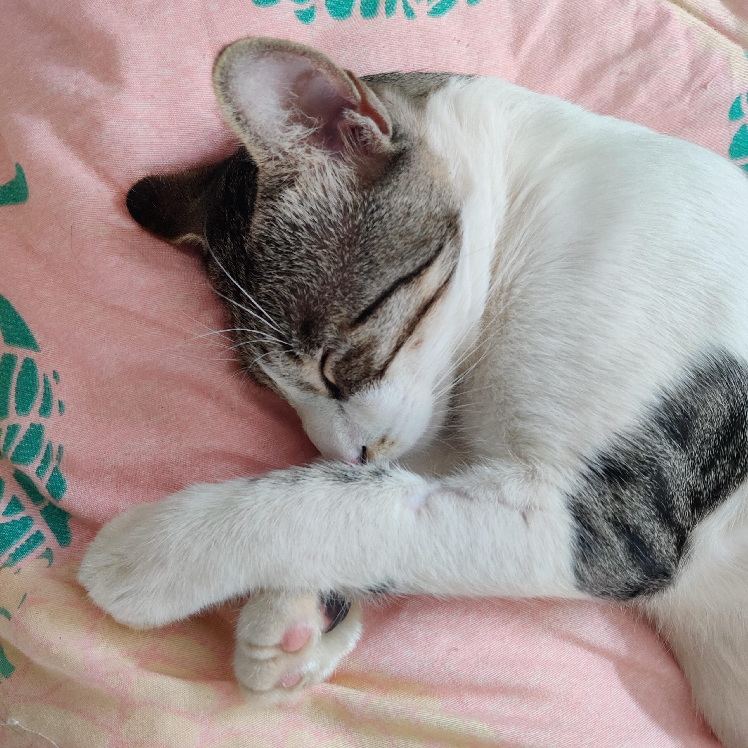 Desperate Adoption Appeal for Mani