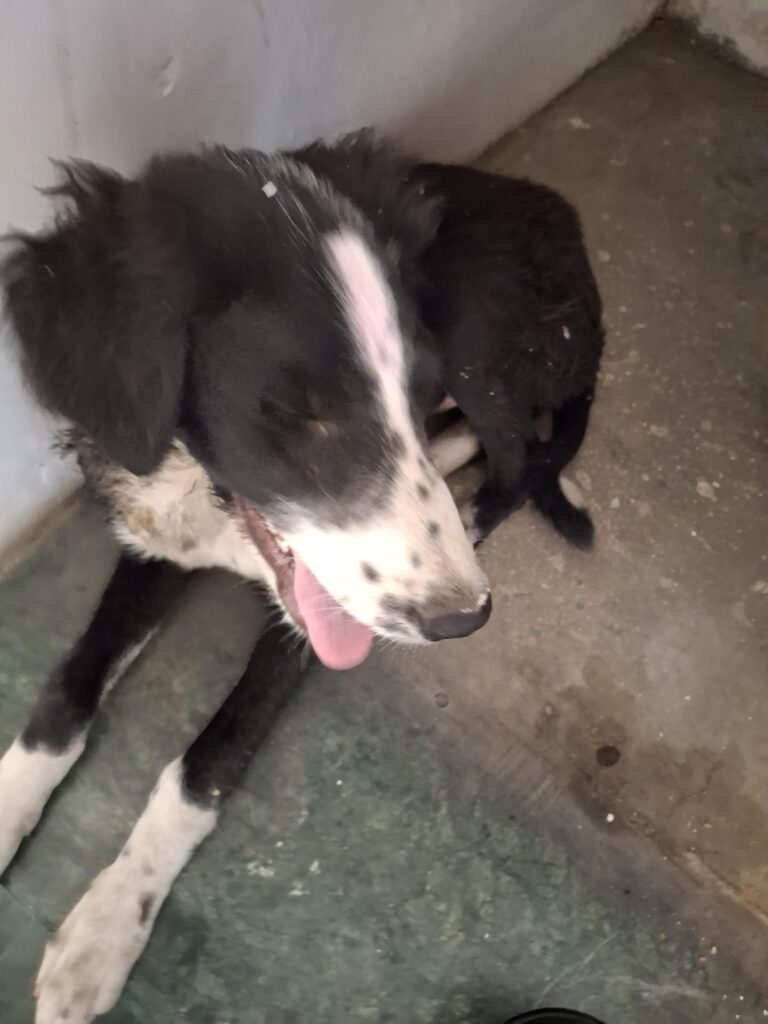 Indie dog up for adoption - Model Town, North West Delhi