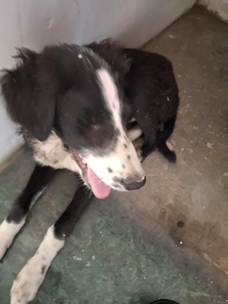 Indie dog up for adoption - Model Town, North West Delhi