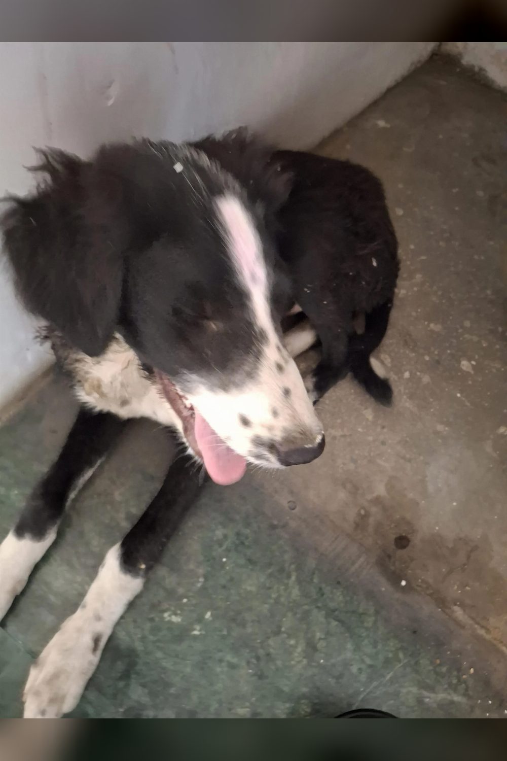 Indie dog up for adoption — Model Town, North West Delhi