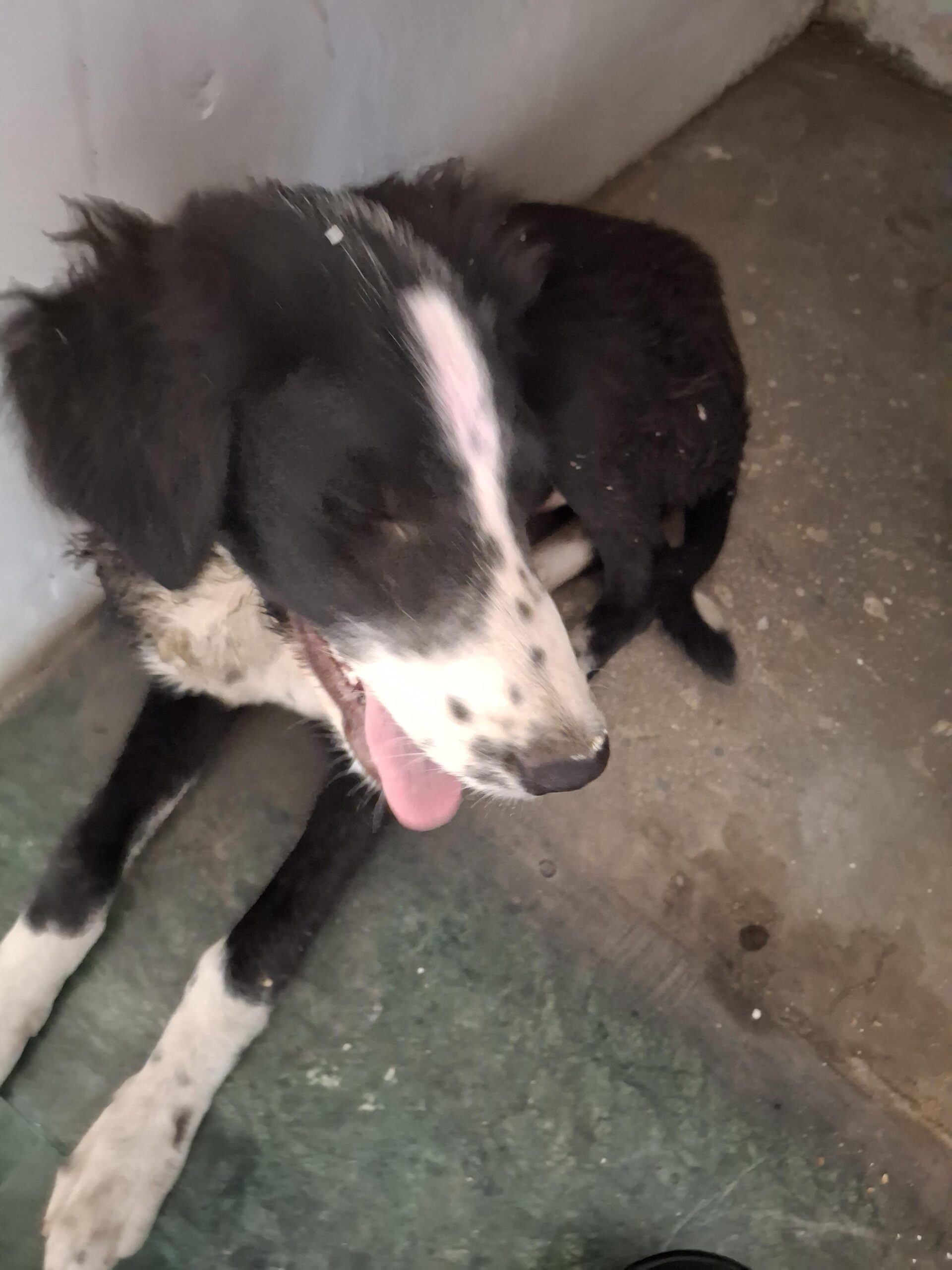 Indie dog up for adoption - Model Town, North West Delhi