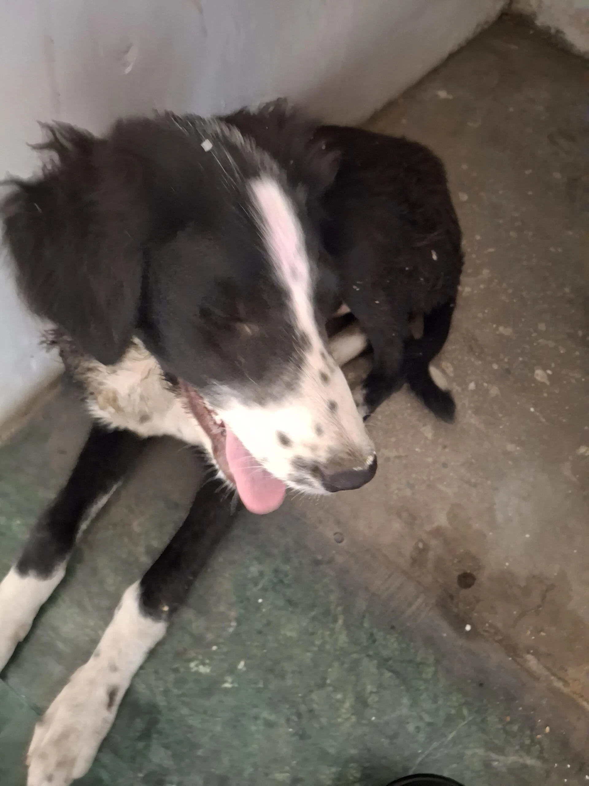 Indie dog up for adoption - Model Town, North West Delhi