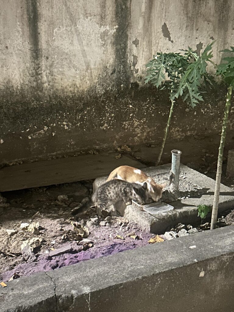 Stray kittens - Chennai