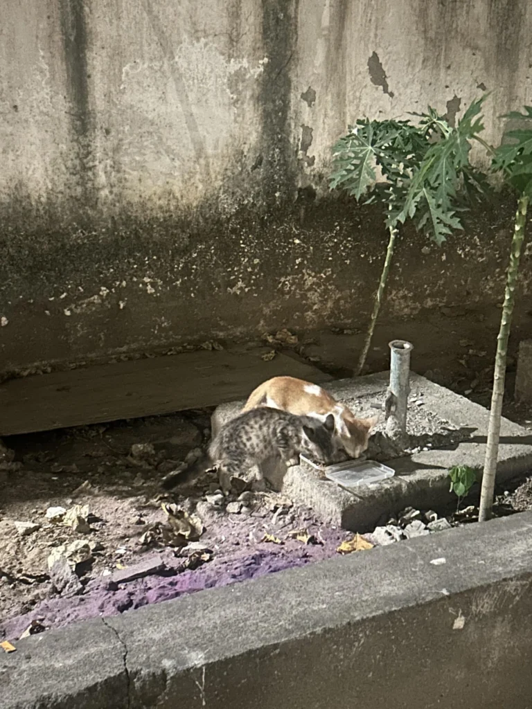 Stray kittens - Chennai