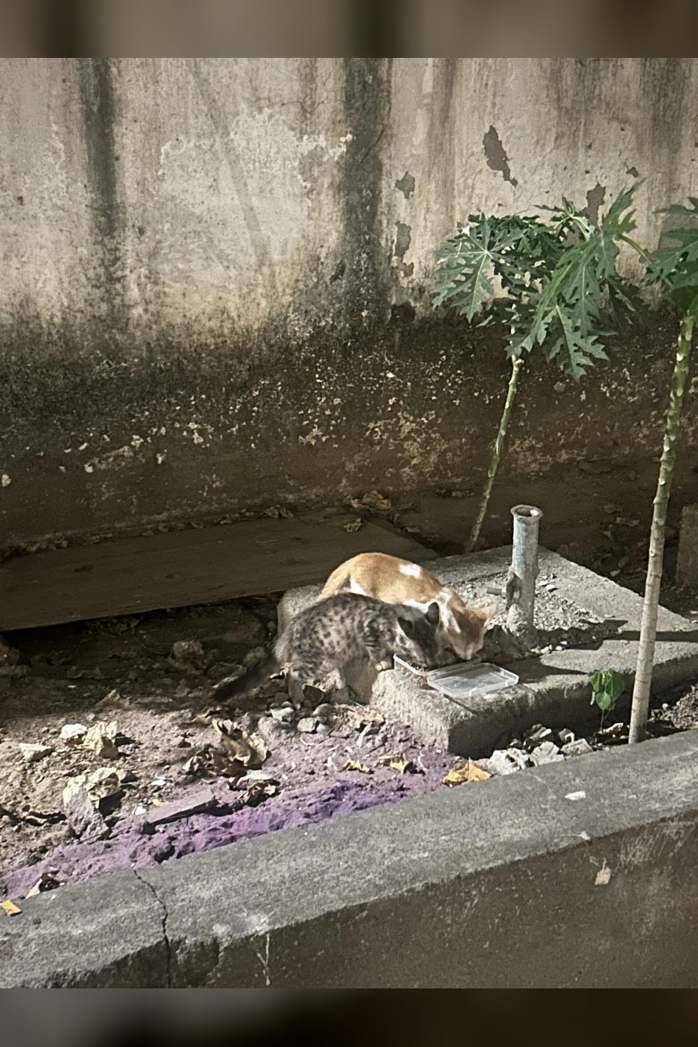 Stray kittens — Chennai