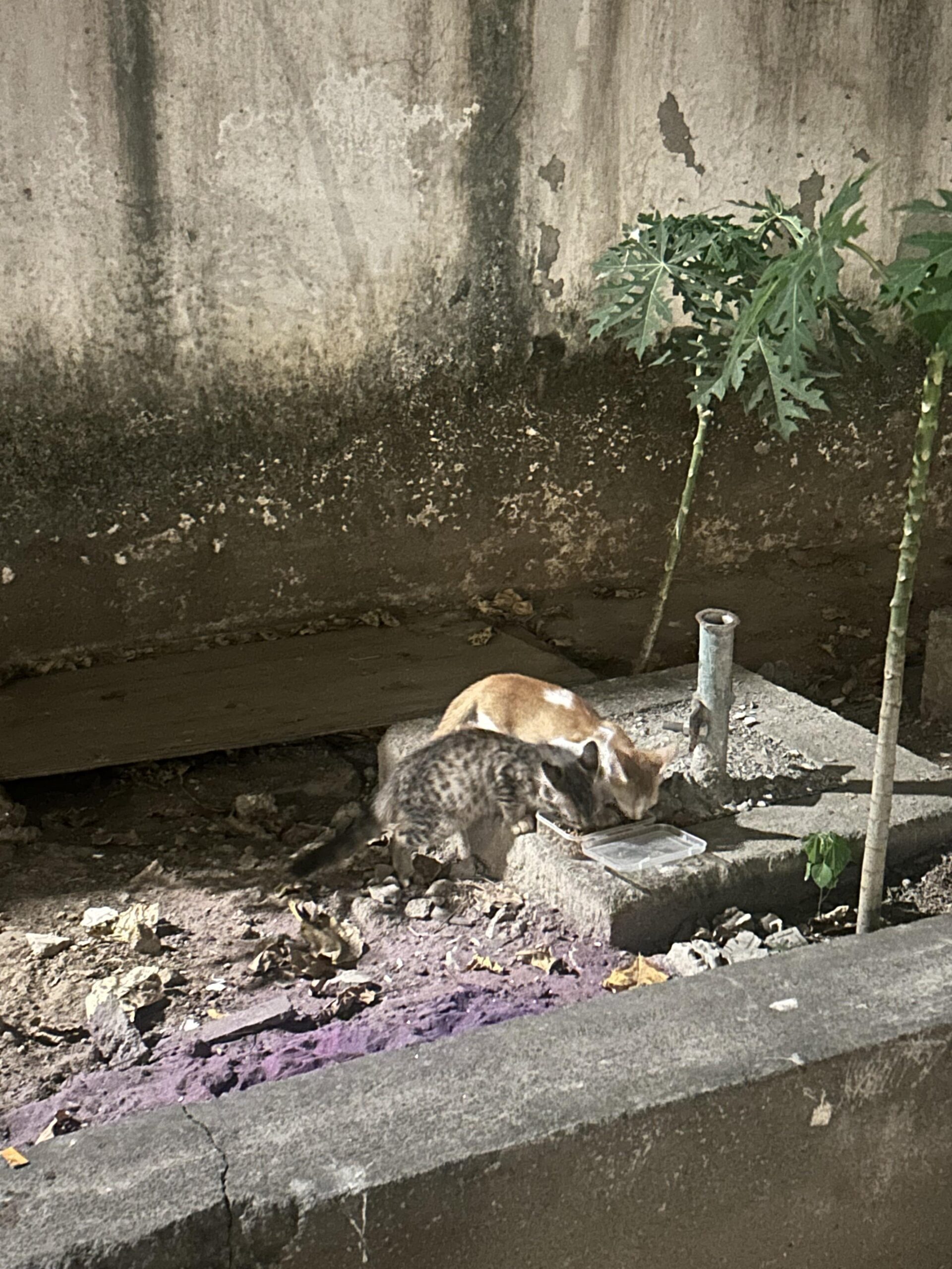 Stray kittens - Chennai