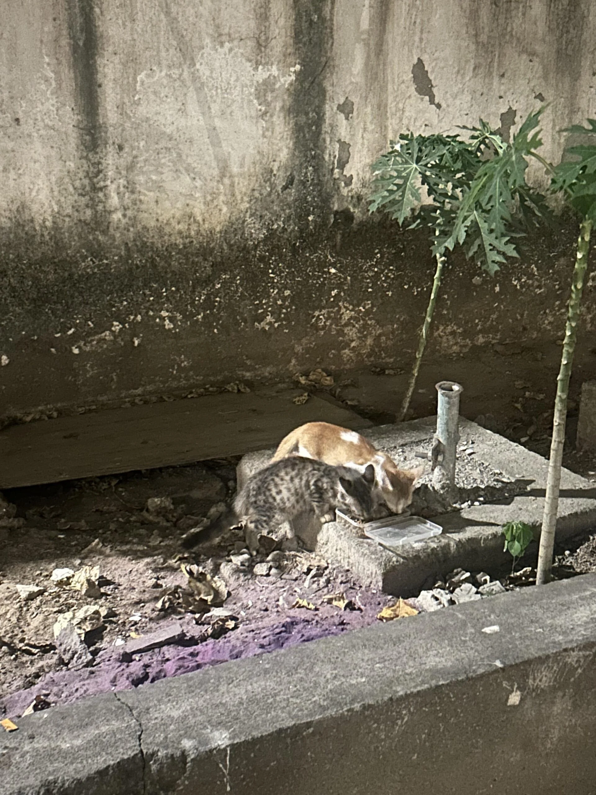 Stray kittens - Chennai