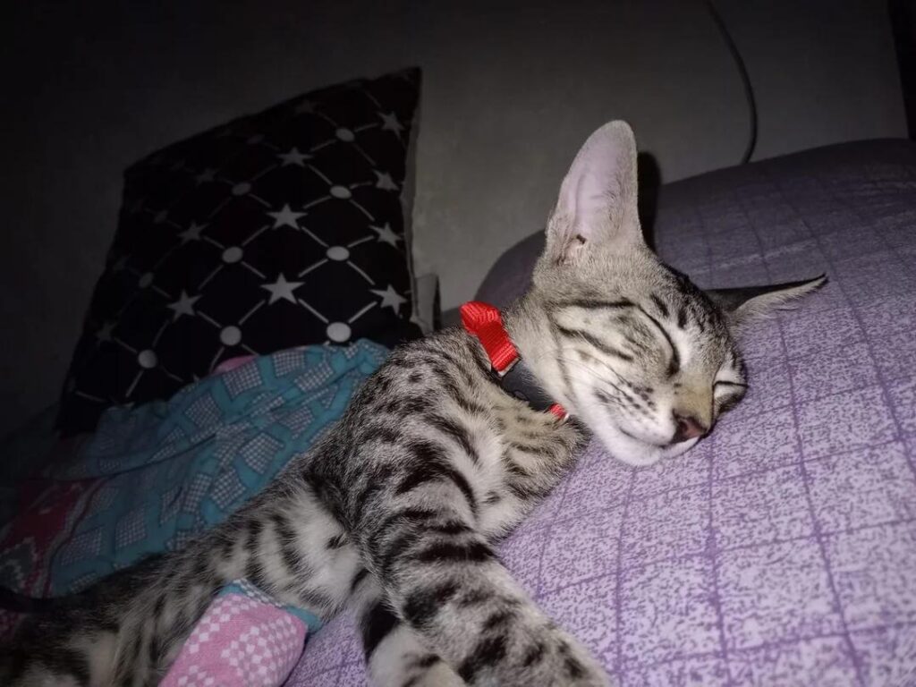 Last Kitten Left! MJ is a 14-week-old Valentine's baby, fully vaccinated & ready for his forever home (Delhi NCR) - cat in Southwest Delhi