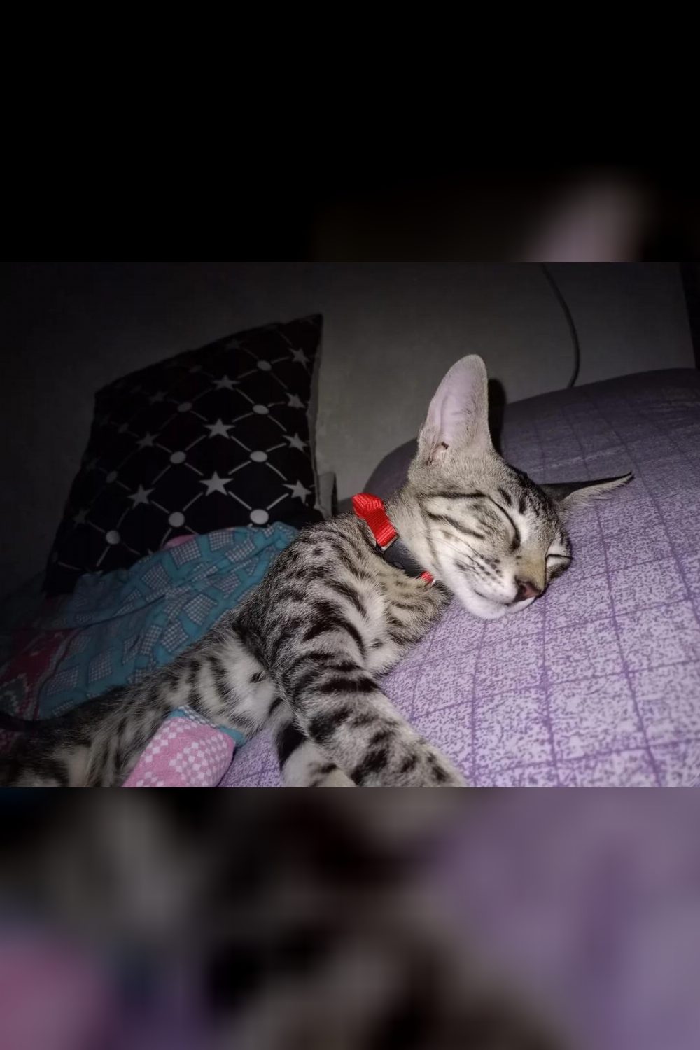 Last Kitten Left! MJ is a 14-week-old Valentine’s baby, fully vaccinated & ready for his forever home (Delhi NCR) — Southwest Delhi