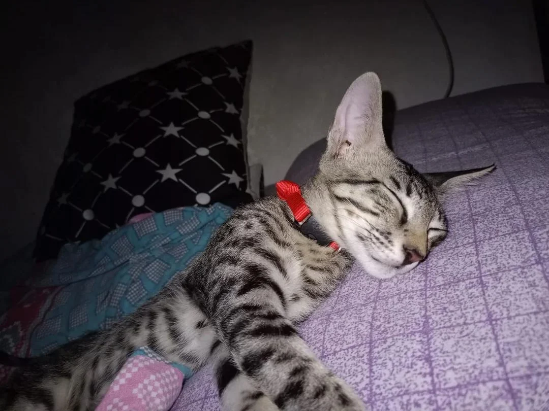 MJ, a 14-week-old fully vaccinated kitten, up for adoption in Southwest Delhi