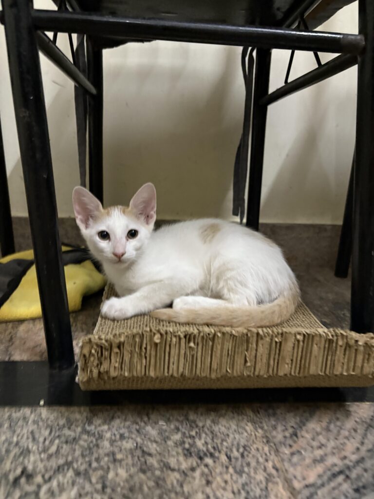 Kittens for Adoption 🐾 (BTM 2nd Stage, Bangalore)